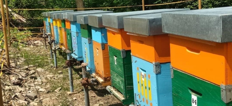 Adottare un'arnia per salvaguardare le api: l'iniziativa dell'azienda agricola Colle San Biagio